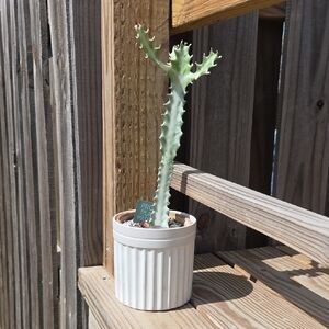 Ribbed Modern Ceramic Pottery 4.5" Planter